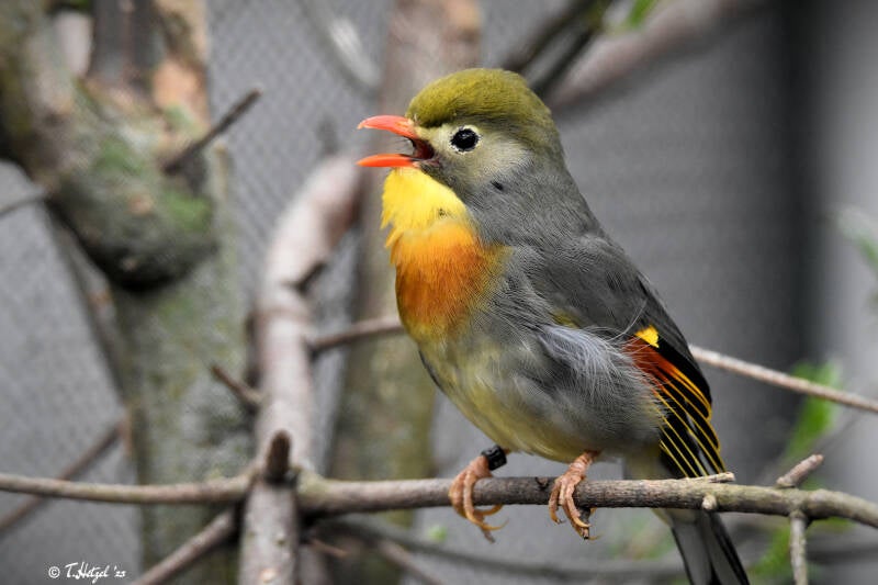 Rotschnabel-Sonnenvogel | Vogelpark Viernheim | 24.03.2023