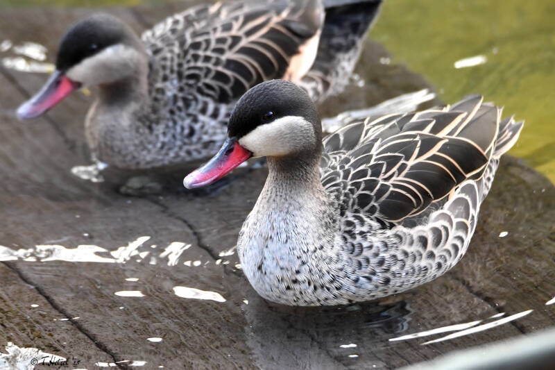 Rotschnabelente | Kölner Zoo | 03.12.2023
