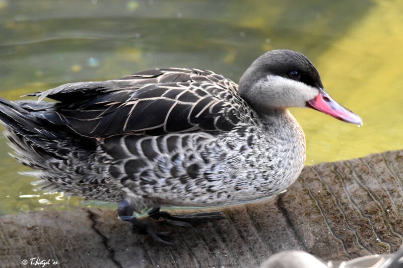 Rotschnabelente | Kölner Zoo | 03.12.2023