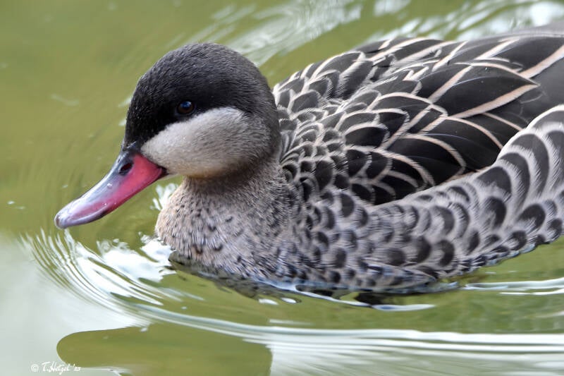 Rotschnabelente | Kölner Zoo | 27.12.2021