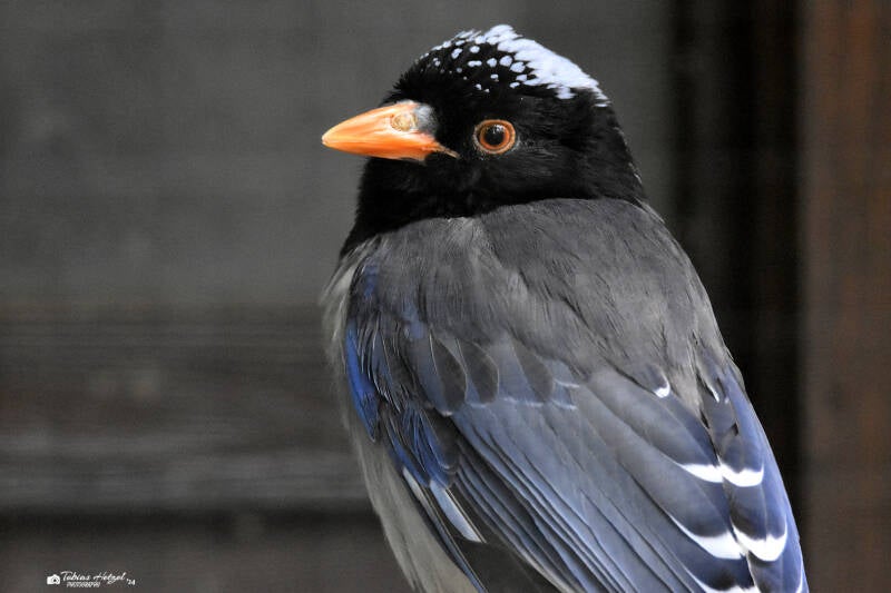 Rotschnabelkitta (kein Unterartenstatus) | Vogelpark Groß-Rohrheim | 24.04.2022
