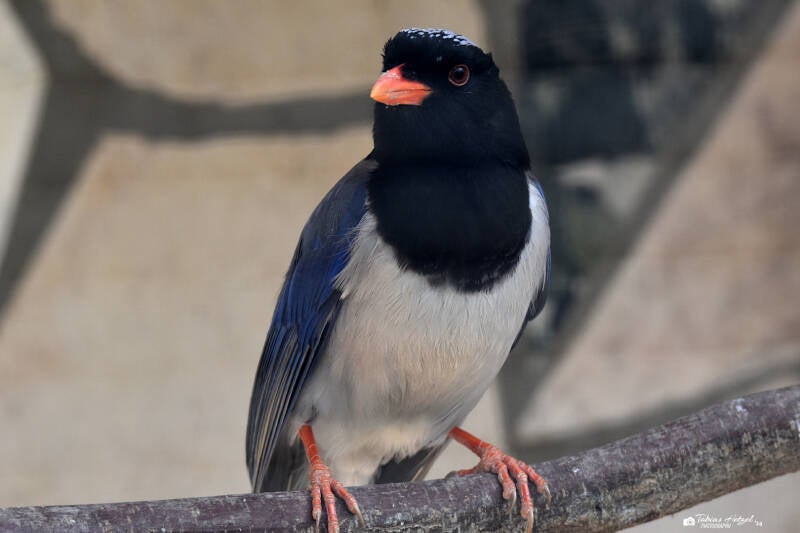 Rotschnabelkitta (kein Unterartenstatus) | Vogelpark Bobenheim-Roxheim | 15.05.2022