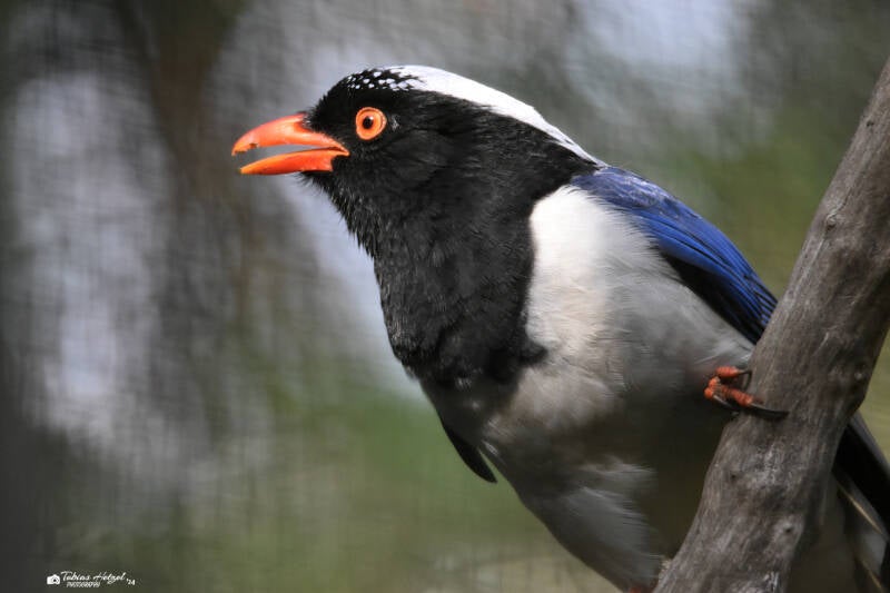 Rotschnabelkitta (kein Unterartenstatus) | Zoo Magdeburg | 19.10.2020
