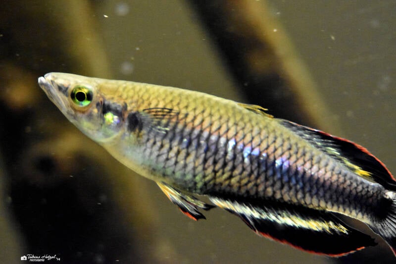 Rotschwanz-Ährenfisch | Zoo Plzen | 17.09.2022