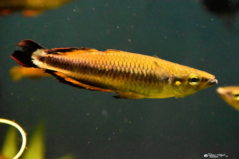 Rotschwanz-Ährenfisch | Vivarium Darmstadt | 25.10.2022