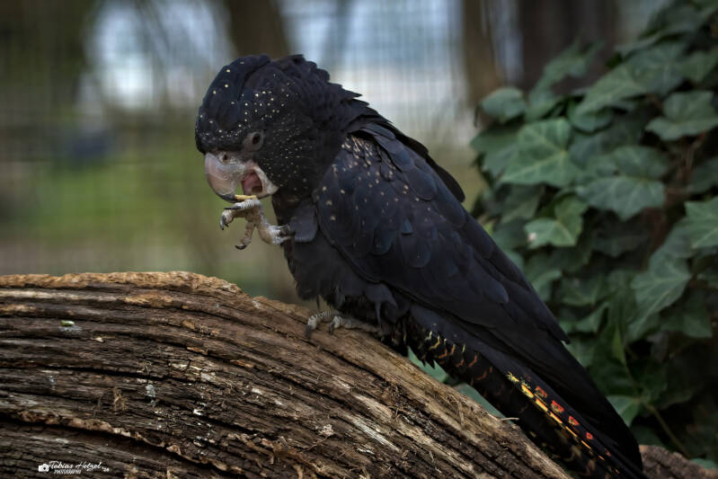 Rotschwanz-Rabenkakadu (kein Unterartenstatus) | Zoologischer Stadtgarten Karlsruhe | 03.04.2026