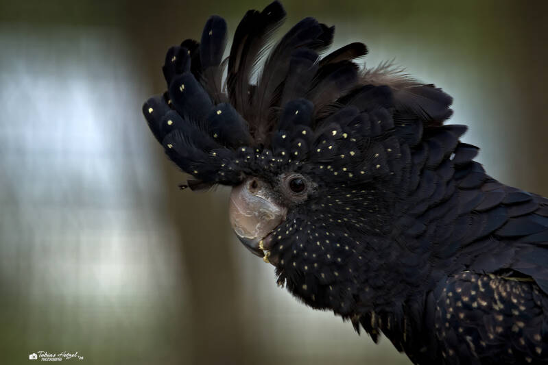 Rotschwanz-Rabenkakadu (kein Unterartenstatus) | Zoologischer Stadtgarten Karlsruhe | 03.04.2026