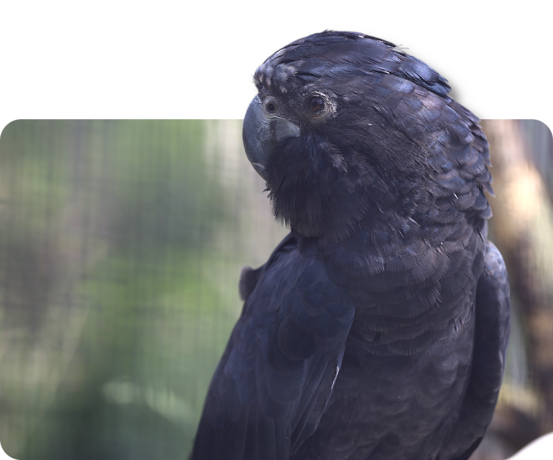 Rotschwanz-Rabenkakadu (kein Unterartenstatus)