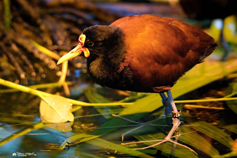 Rotstirn-Blatthühnchen | Zoo Krefeld | 16.06.2024