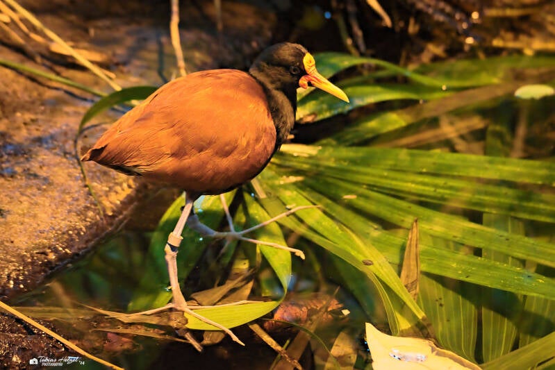 Rotstirn-Blatthühnchen | Zoo Krefeld | 16.06.2024