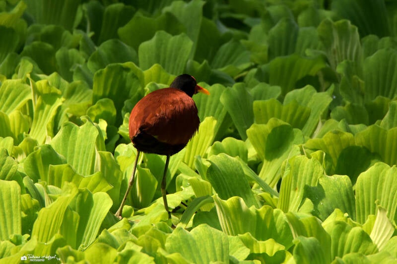 Rotstirn-Blatthühnchen | Zoo Zürich | 04.07.2020