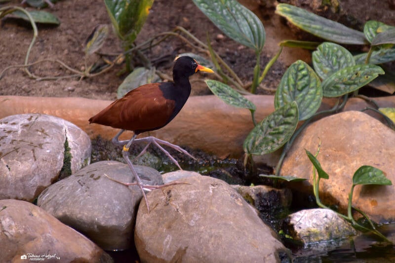 Rotstirn-Blatthühnchen | Zoo Krefeld | 02.06.2020