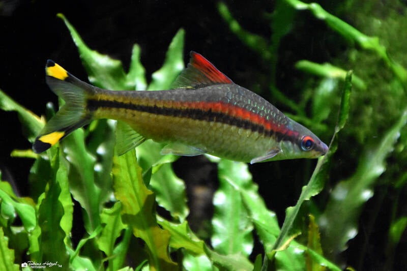 Rotstreifenbarbe | Wilhelma Stuttgart | 16.06.2023