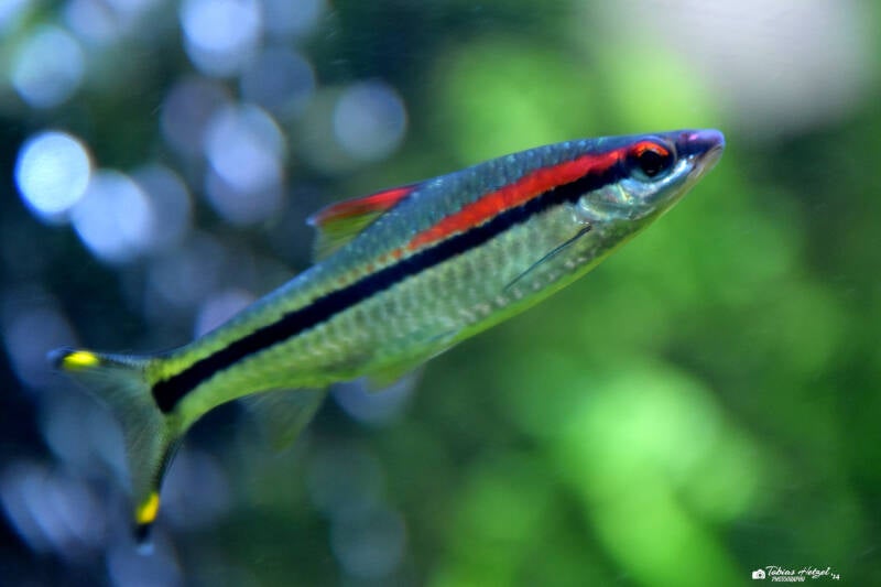 Rotstreifenbarbe | Meeresaquarium Zella-Mehlis | 24.09.2020