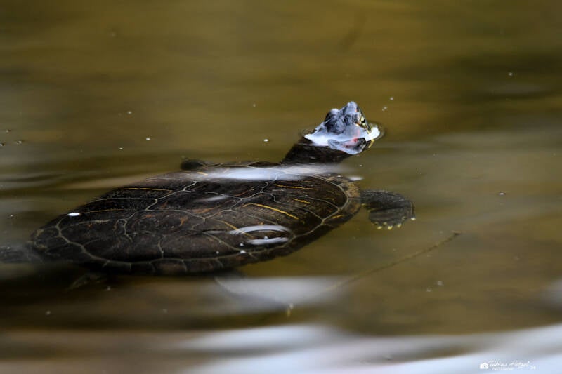 Rotwwangen-Schmuckschildkröte | Palmengarten Frankfurt | 21.04.2023