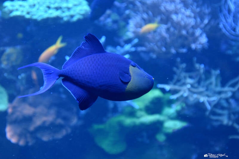 Rotzahn-Drückerfisch | Staatliches Museum für Naturkunde Karlsruhe | 09.03.2023