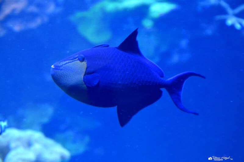 Rotzahn-Drückerfisch | Staatliches Museum für Naturkunde Karlsruhe | 09.03.2023