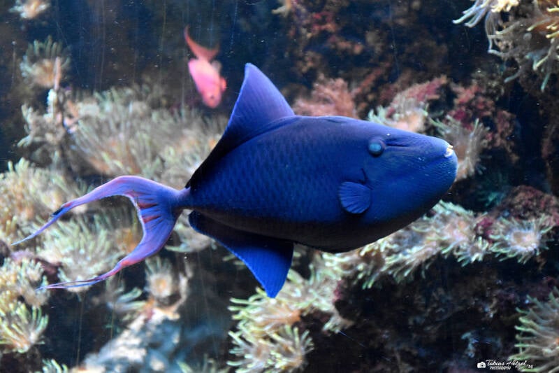 Rotzahn-Drückerfisch | Kölner Zoo | 03.12.2023