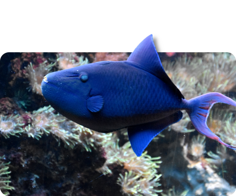 Rotzahn-Drückerfisch