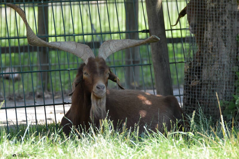 Roveziege | Haustierhof Reutemühle, Überlingen-Bambergen | 05.07.2020