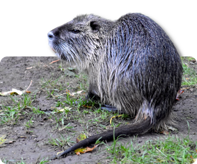 Nutria