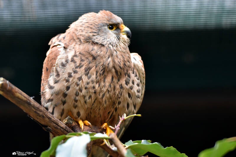 Rötelfalke | Weltvogelpark Walsrode | 12.04.2021