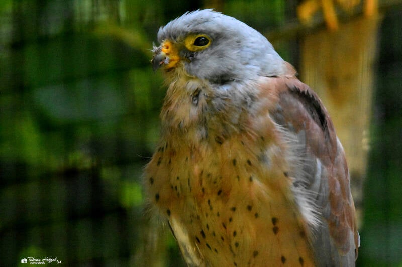 Rötelfalke | Weltvogelpark Walsrode | 09.06.2023