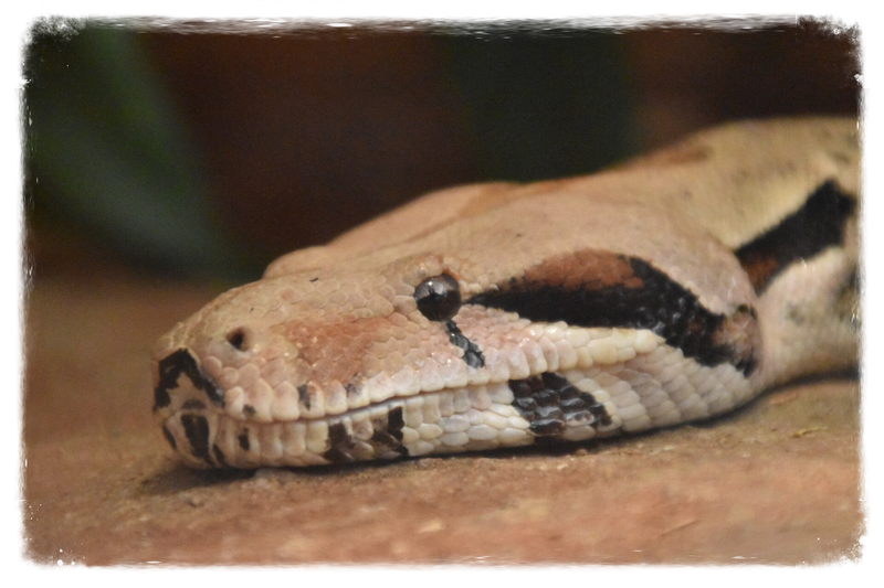 Abgottschlange (kein Unterartenstatus)