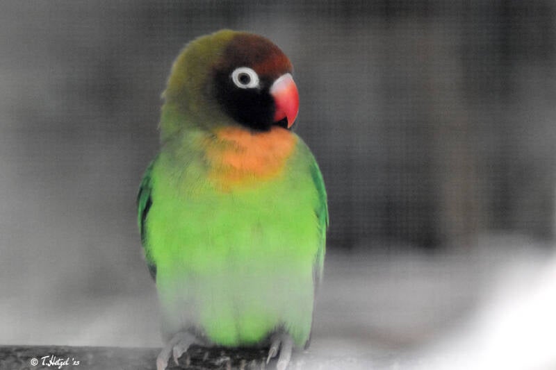 Rußköpfchen | Vogelpark Groß-Rohrheim | 24.04.2022