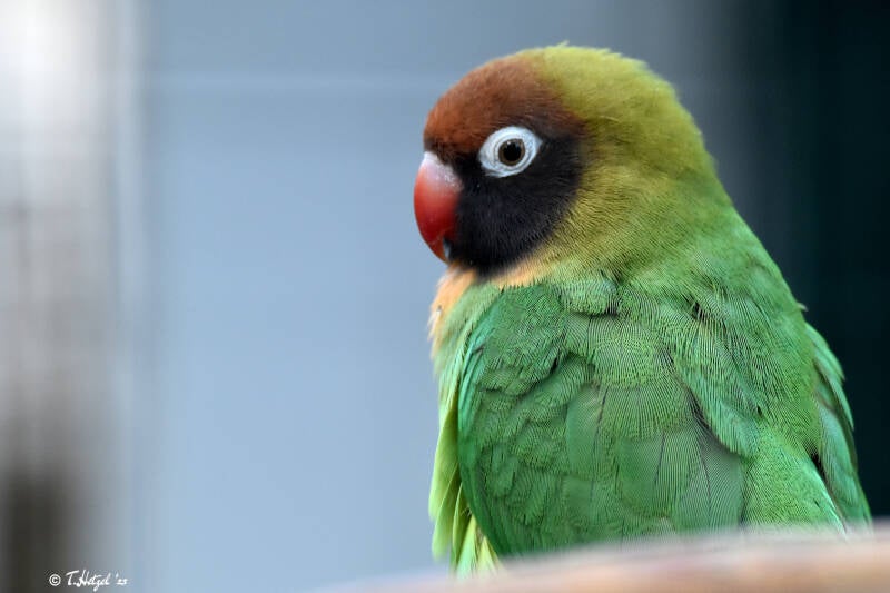 Rußköpfchen | Vogelpark Viernheim | 15.05.2022