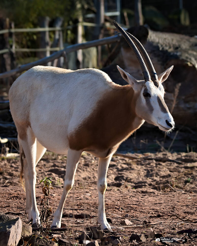 Säbelantilope | Vivarium Darmstadt | 28.12.2025