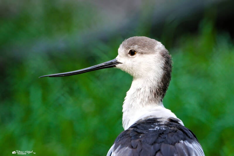 Säbelschnäbler | NaturZoo Rheine | 30.07.2024