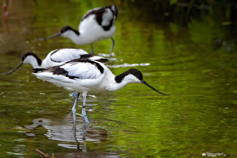 Säbelschnäbler | Tier- und Freizeitpark Thüle | 03.08.2024