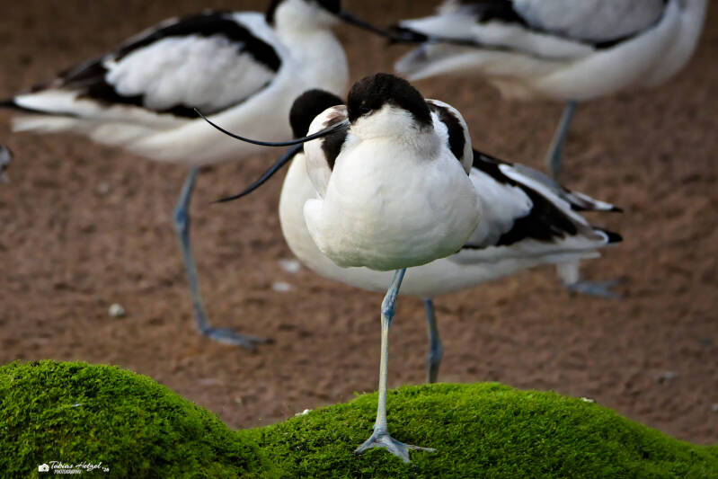 Säbelschnäbler | Vivarium Darmstadt | 28.12.2025