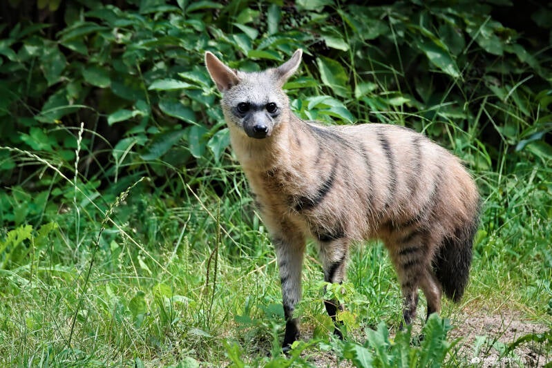 Südafrikanischer Erdwolf | Safaripark Dvur Kralove