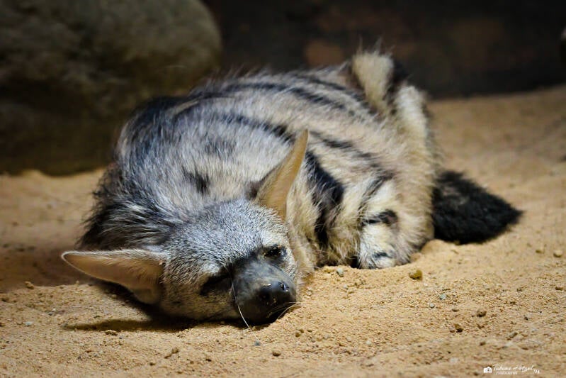 Südafrikanischer Erdwolf | Safaripark Dvur Kralove