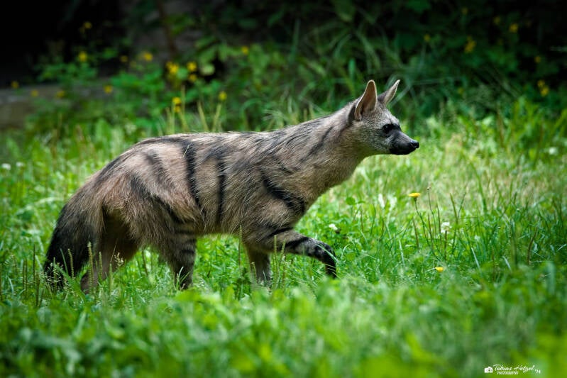 Südafrikanischer Erdwolf | Safaripark Dvur Kralove