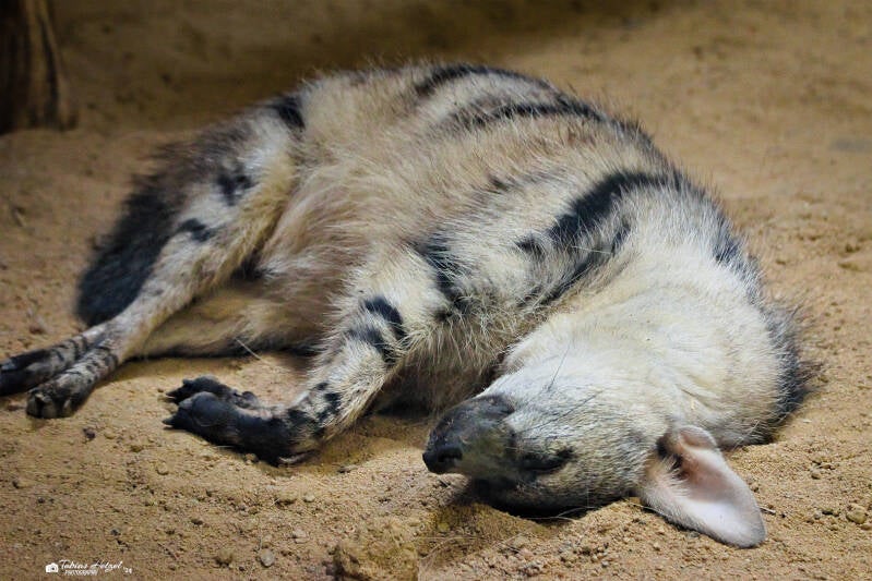 Südafrikanischer Erdwolf | Safaripark Dvur Kralove