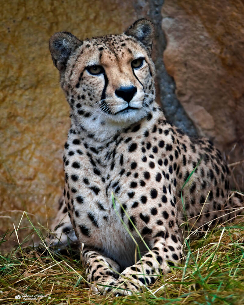 Südafrikanischer Gepard | Zoo Dresden | 12.07.2025
