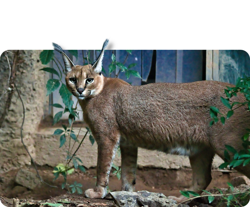 Südafrikanischer Karakal