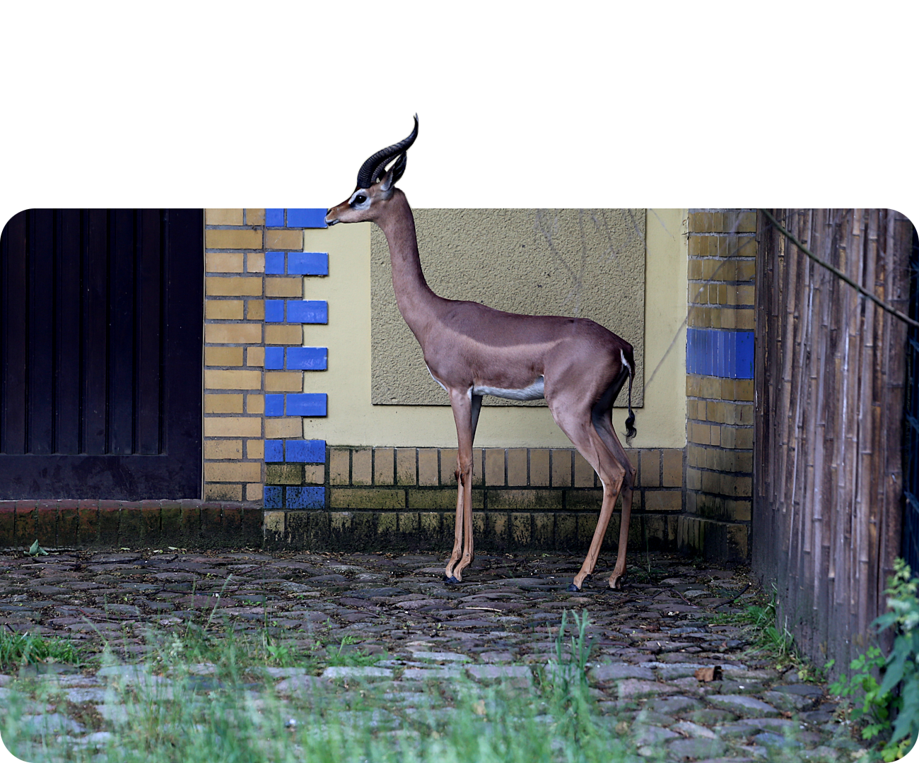 Südliche Giraffengazelle