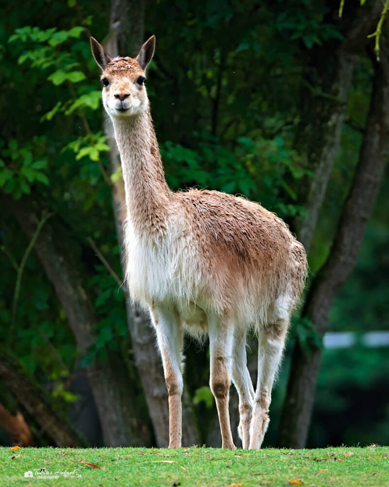 Südliches Vikunja | Zoo Dresden | 12.07.2025