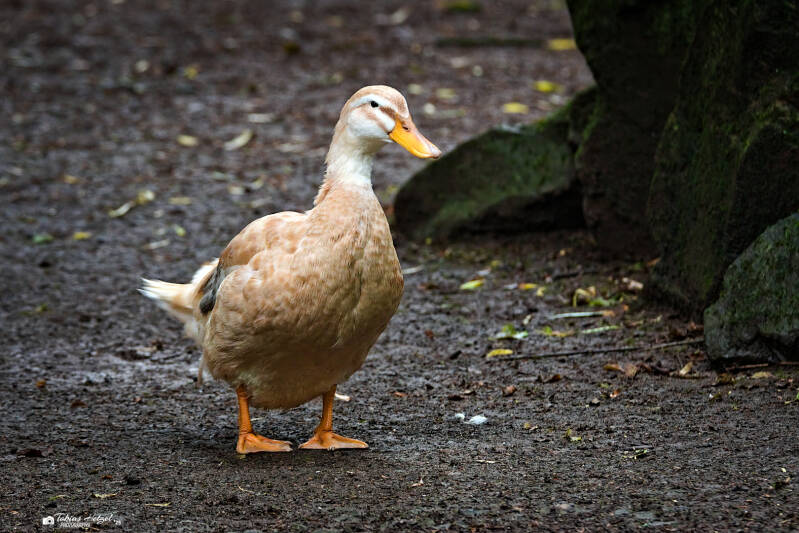 Sachsenente | Tierpark Chemnitz | 13.07.2025