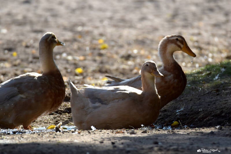 Sachsenente | Tiergarten Worms | 21.09.2020.jpg