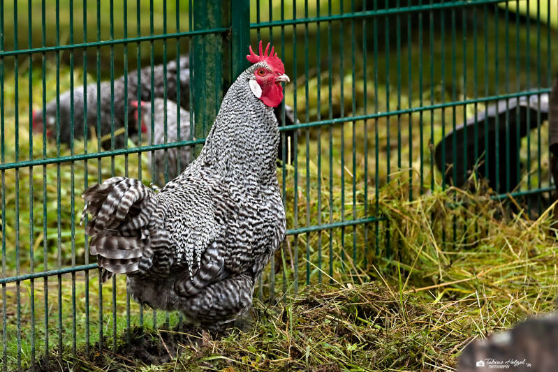 Sachsenhuhn | Tierpark Chemnitz | 13.07.2025