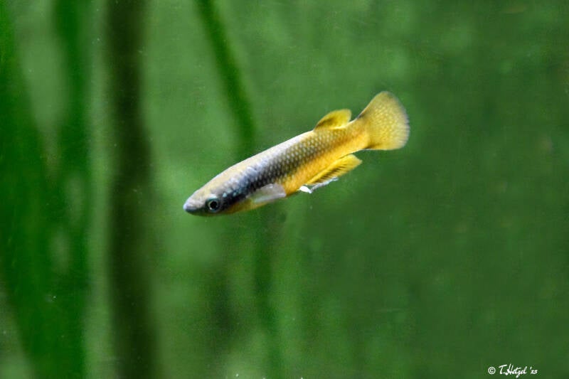 Sakaramy-Hechtling | Kölner Zoo | 03.12.2023