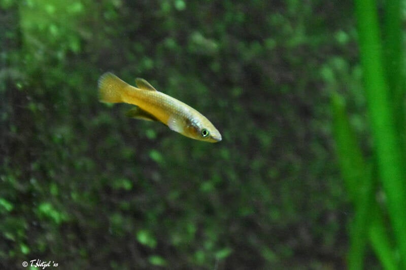 Sakaramy-Hechtling | Kölner Zoo | 03.12.2023