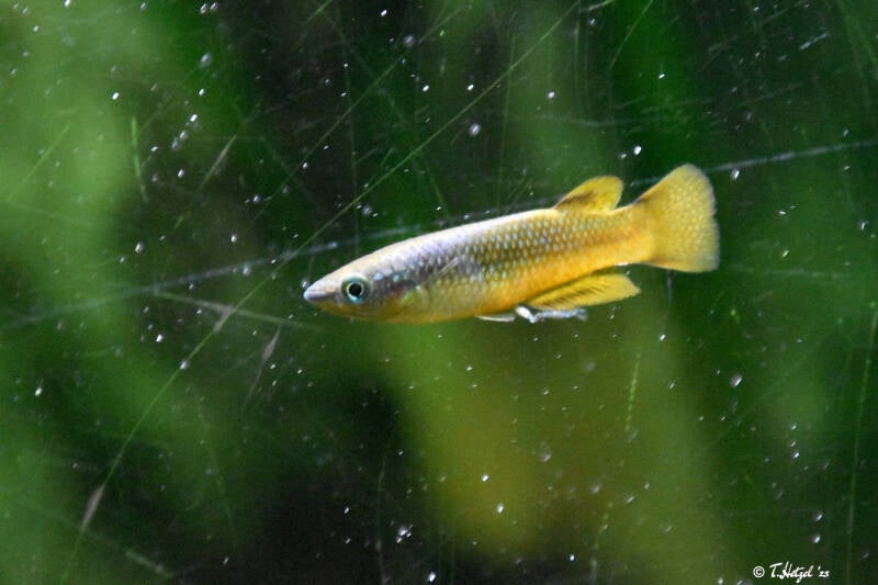 Sakaramy-Hechtling | Kölner Zoo | 03.12.2023