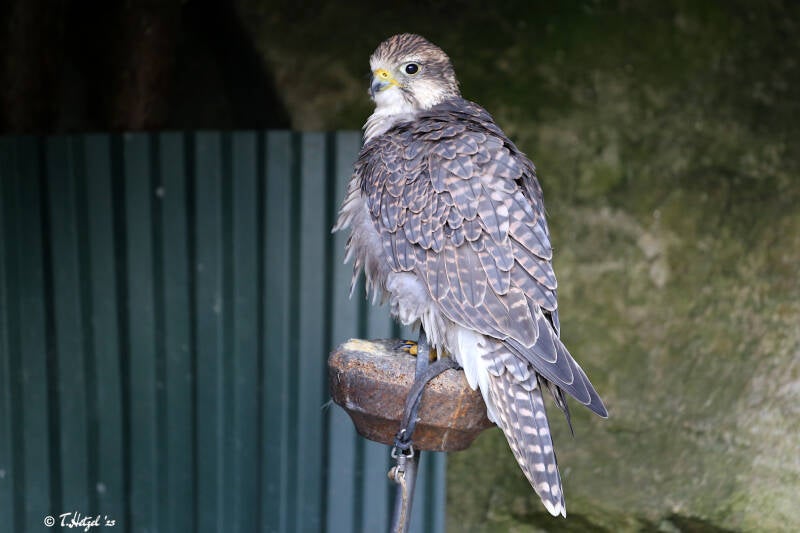 Würgfalke (kein Unterartenstatus) | Greifvogelpark Grafenwiesen | 16.08.2018