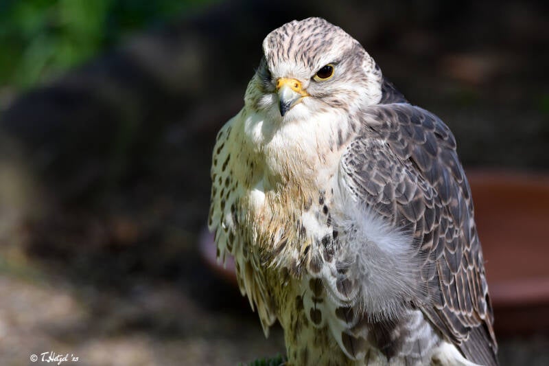 Würgfalke (kein Unterartenstatus) | Wildpark Schloss Tambach, Tambach | 13.06.2021